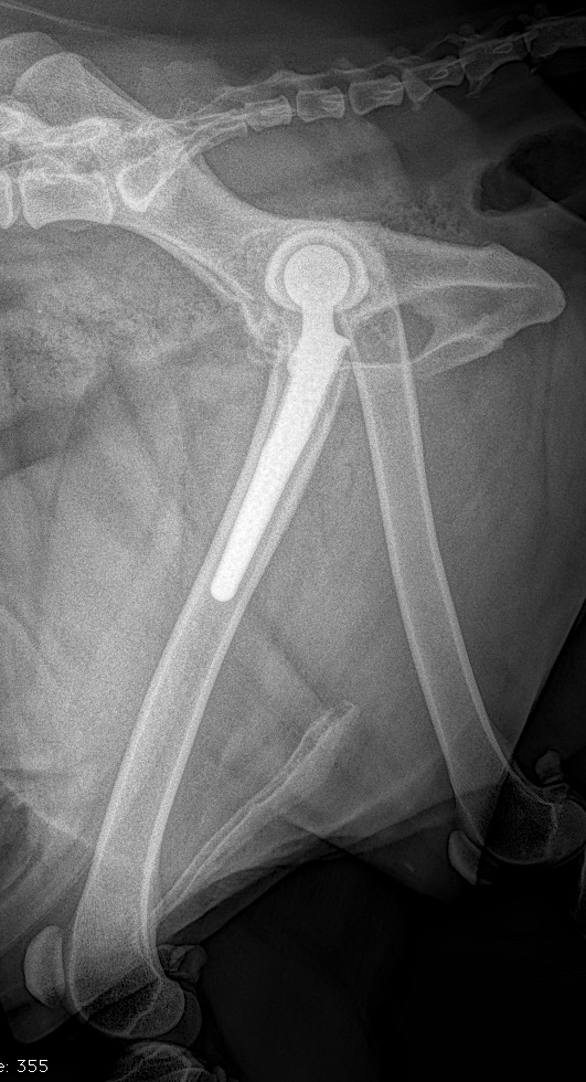 Canine Total Hip Replacement